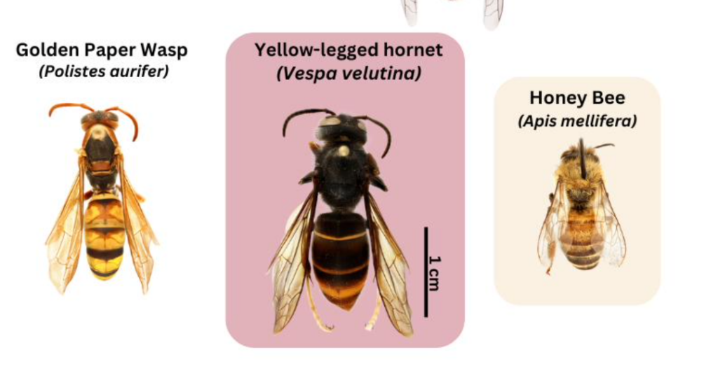 Illustration of paper wasp, yellow-legged hornet, and honey bee